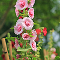 蜀8未命名.png