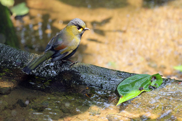 未命名黃胸藪鳥5.png