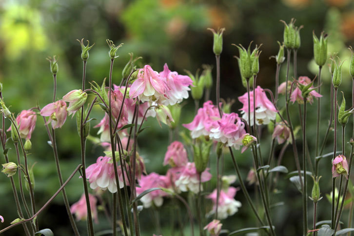 耬斗菜.png 耬斗菜.png