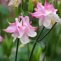 耬斗菜8.png