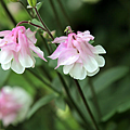 耬斗菜9.png