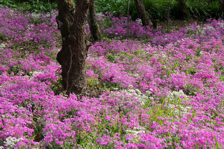 櫻草花.png