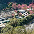萬大賞鷹16.jpg