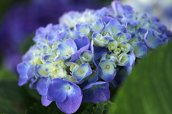 紫陽花.png