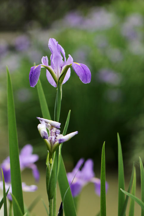 鳶尾花.jpg