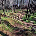 IMG_0800.jpg
