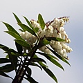 IMG_4919.jpg