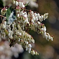 IMG_4921.jpg