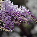 IMG_7852.jpg