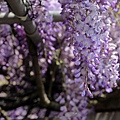 IMG_7854.jpg