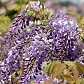 IMG_7868.jpg