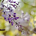 IMG_7707.jpg