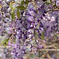 IMG_7729.jpg