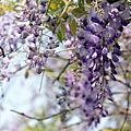 IMG_7731.jpg