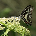 IMG_6613.jpg