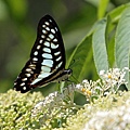 IMG_6772.jpg