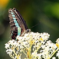 IMG_7023.jpg