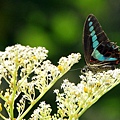 IMG_7018.jpg