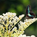 IMG_7017.jpg