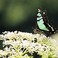 IMG_7034.jpg