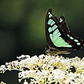 IMG_7035.jpg