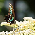 IMG_7064.jpg