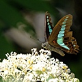 IMG_7053.jpg