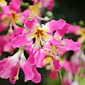 IMG_7718.jpg