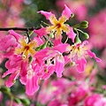 IMG_7738.jpg