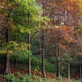 IMG_6494.jpg