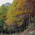 IMG_6498.jpg