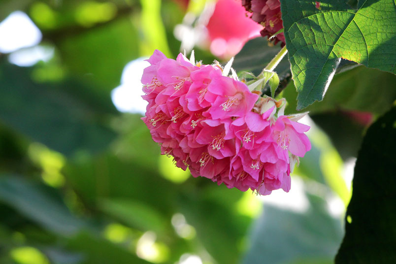 羞答答的非洲芙蓉 百鈴花 Alice的天空 痞客邦