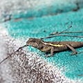 IMG_7749.jpg