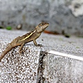 IMG_7767.jpg
