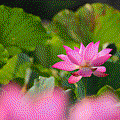 IMG_1381.gif