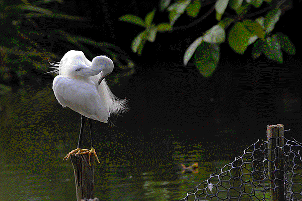 IMG_4021.gif