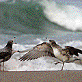 IMG_8119.gif