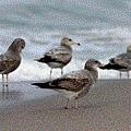 IMG_8124.gif