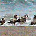 IMG_8134.gif