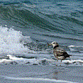 IMG_8139.gif