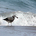 IMG_8144.gif
