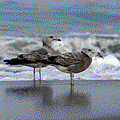 IMG_8155.gif
