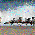 IMG_8168.gif