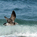 IMG_8175.gif