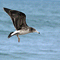 IMG_8239.gif