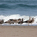 IMG_8228.gif