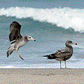 IMG_8267.gif