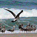IMG_8256.gif