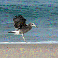 IMG_8299.gif
