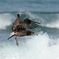IMG_8271.gif
